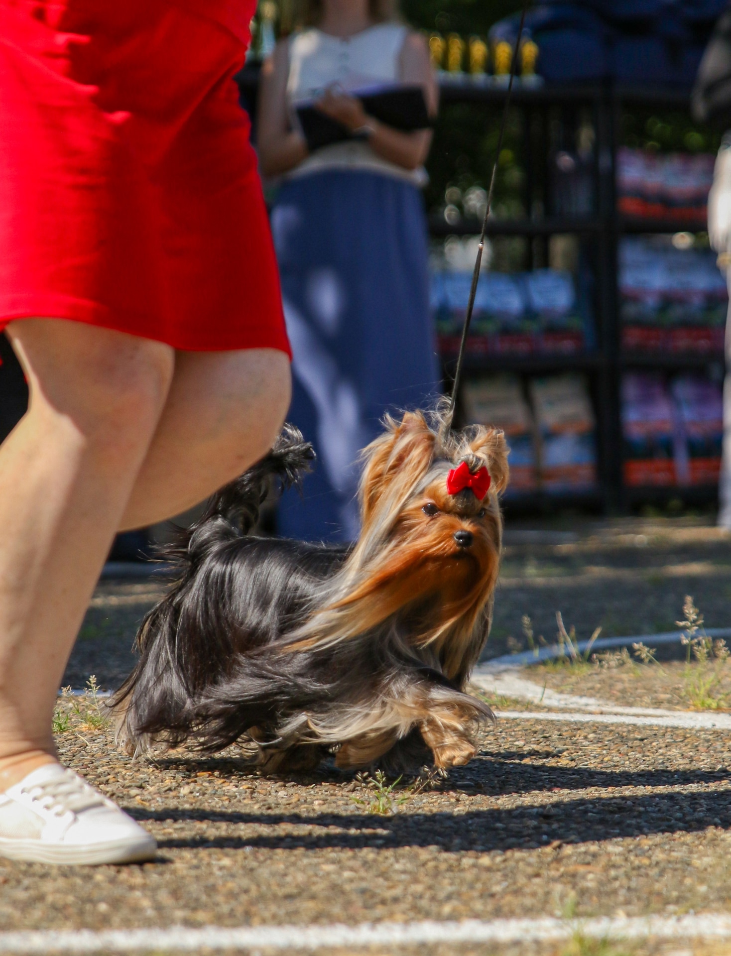 VI STAR BEATRIS &mdash; Labaza DogPedigree YorkshireTerrier